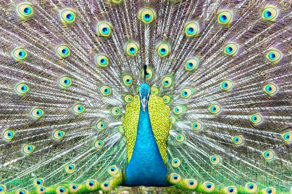 公共公園で彼の美しい羽の尾を表示エレガントなインドの男性孔雀の鳥のクローズアップ — ストック写真