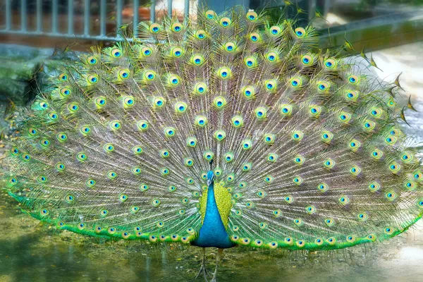 Großaufnahme Eines Eleganten Indischen Pfauenvogels Der Seinen Schönen Federschwanz Einem — Stockfoto