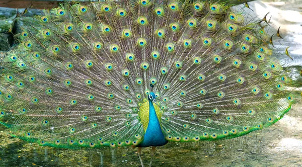 Großaufnahme Eines Eleganten Indischen Pfauenvogels Der Seinen Schönen Federschwanz Einem — Stockfoto