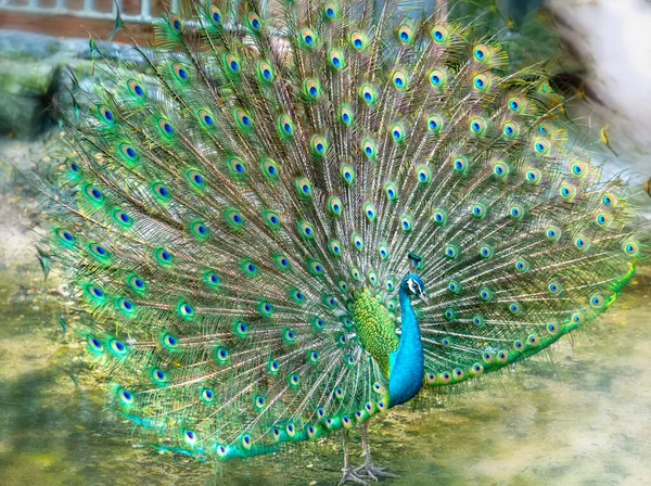 Gros Plan Élégant Oiseau Paon Indien Affichant Belle Queue Plume — Photo