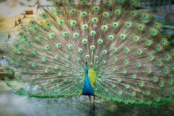 Großaufnahme Eines Eleganten Indischen Pfauenvogels Der Seinen Schönen Federschwanz Einem — Stockfoto