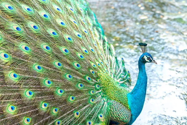Gros Plan Élégant Oiseau Paon Indien Affichant Belle Queue Plume — Photo