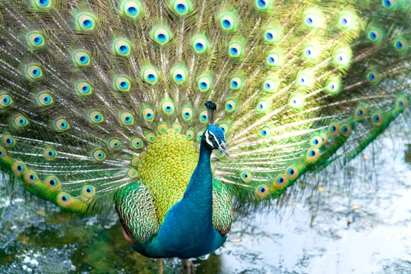 Großaufnahme Eines Eleganten Indischen Pfauenvogels Der Seinen Schönen Federschwanz Einem — Stockfoto