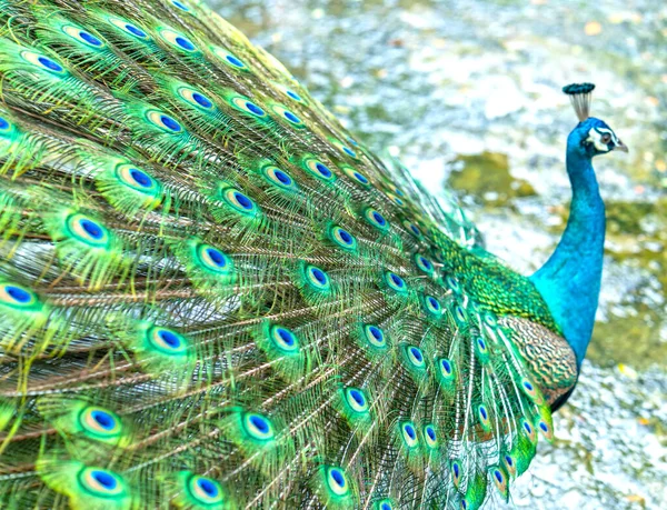 Поруч Елегантним Індійським Павичевим Птахом Самець Який Зображає Своє Чудове — стокове фото