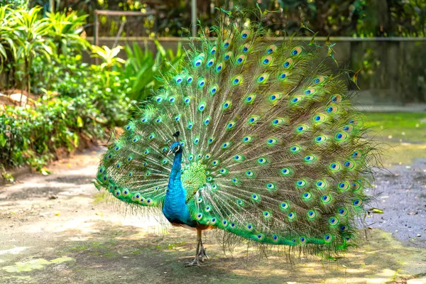 Close Elegant Indian Male Peacock Bird Displaying His Beautiful Feather — Stock Photo, Image