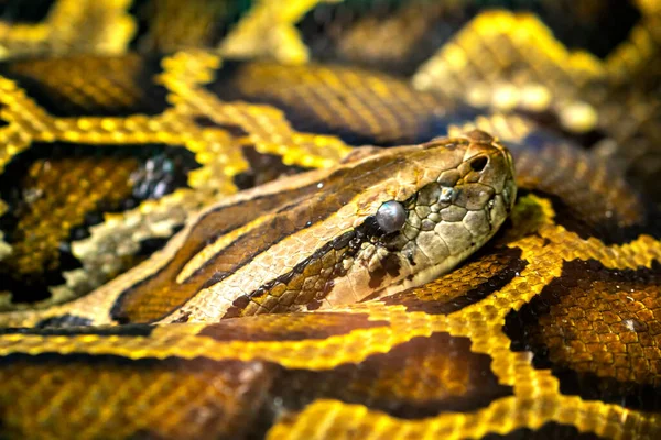 ビルマのパイソンは動物園で眠りについた ジャングルの中に平均6メートルの長さのヘビで爬虫類や哺乳類に餌を与えます — ストック写真