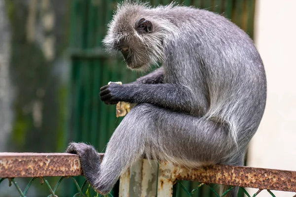 Портрет Срібне Листя Мавпи Відпочиває Межами Сарай Громадському Парку Вони — стокове фото