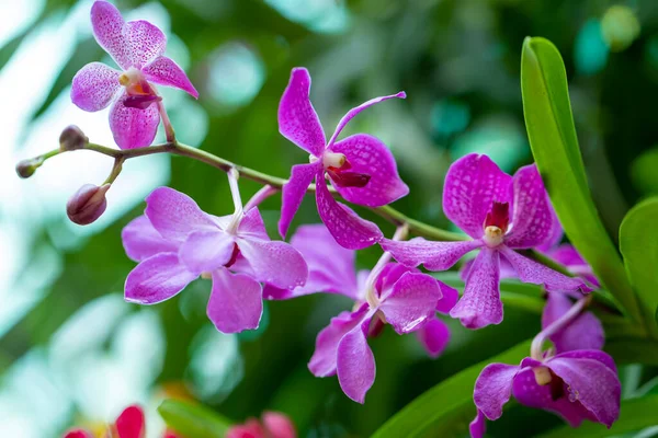 Las Orquídeas Phalaenopsis Florecen Maravillosamente Sol Temprano Mañana Una Flor —  Fotos de Stock