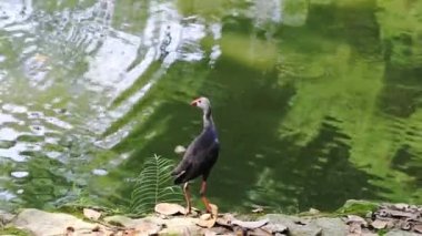 Batılı Swamphen kuşu halka açık bir parktaki nehir kıyısında yiyecek arıyor. Bu, bataklıklarda yaşayan su kuşu familyasından büyük bir kuş.