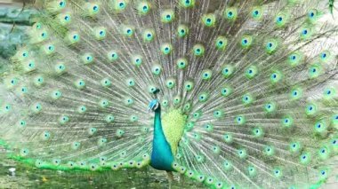 Güzel tüylü kuyruğunu halka açık bir parkta sergileyen zarif bir Hintli erkek tavus kuşu.