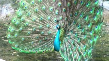 Güzel tüylü kuyruğunu halka açık bir parkta sergileyen zarif bir Hintli erkek tavus kuşu.
