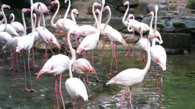 Flamingolar halka açık bir parkta toplanıyorlar. Bu, doğada korunması gereken değerli bir kuş.