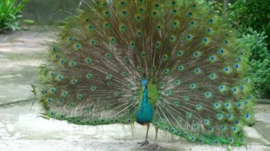 Güzel tüylü kuyruğunu halka açık bir parkta sergileyen zarif bir Hintli erkek tavus kuşu.