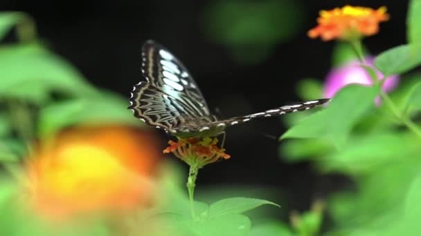モナーク蝶花の茎に 日当たりの良い朝の庭園内に駐輪 — ストック動画