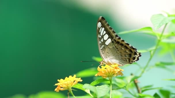 Papillon Monarque Garé Sur Tige Fleur Dans Matinée Ensoleillée Dans — Video