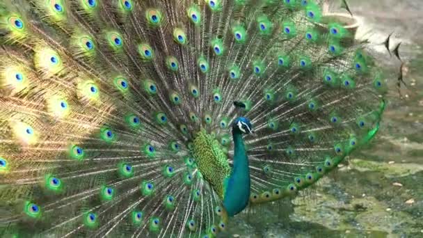 Großaufnahme Eines Eleganten Indischen Pfauenvogels Der Seinen Schönen Federschwanz Einem — Stockvideo
