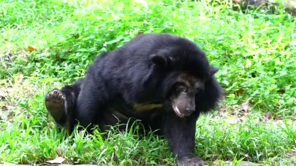 Der Asiatische Schwarzbär Entspannt Sich Öffentlichen Park Dies Ist Ein — Stockvideo