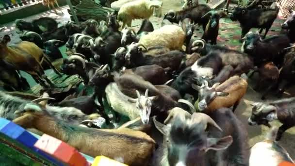 Козы Овцы Резвятся Общественном Парке Травоядный Который Живет Стадах Служить — стоковое видео