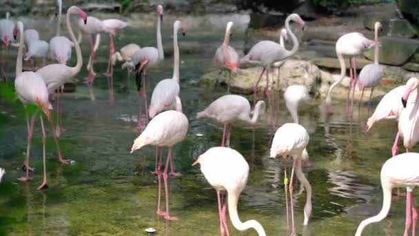 Flamingi Zbierają Się Parku Publicznym Cenny Ptak Który Musi Być — Wideo stockowe