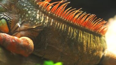 Yaygın iguana portresi halka açık bir parkta dinleniyor. Bu, doğada korunması gereken dinozor sürüngeni kalıntısı.