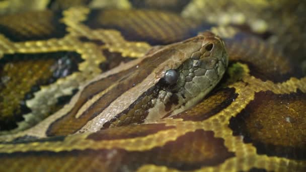 Pitón Birmana Acurrucó Zoológico Trata Una Gran Serpiente Con Una — Vídeos de Stock