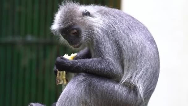 Macaco Folha Prata Está Comendo Fora Celeiro Parque Público Eles — Vídeo de Stock