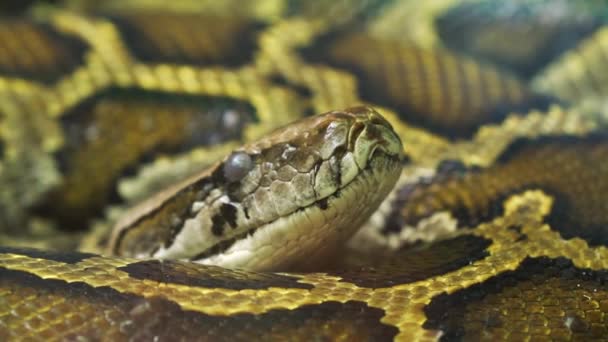 Pitón Birmana Acurrucó Zoológico Trata Una Gran Serpiente Con Una — Vídeos de Stock