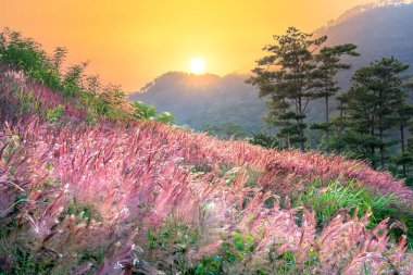 Sunset landscape on the hillside of the forest plateau in Da Lat, Vietnam on the first day of winter. A peaceful place to relax the soul after the hardships of life clipart