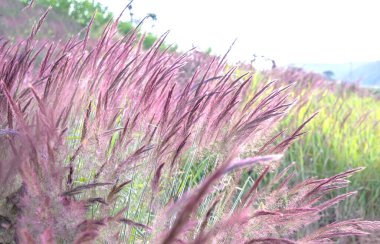 Beautiful purple Pennisetum setaceum Grasses field in the afternoon sunlight glittering with nature blurred background clipart
