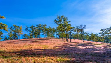Da Lat, Vietnam yakınlarındaki dağlık arazide huzur dolu yeni bir güne hoş geldin demek için sabahın köründe bir çam tepesinde çim çimeni.