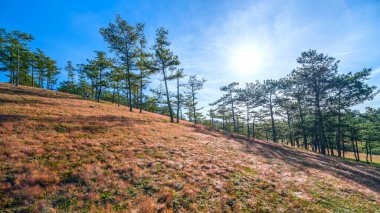 Da Lat, Vietnam yakınlarındaki dağlık arazide huzur dolu yeni bir güne hoş geldin demek için sabahın köründe bir çam tepesinde çim çimeni.