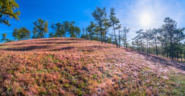 Da Lat, Vietnam yakınlarındaki dağlık arazide huzur dolu yeni bir güne hoş geldin demek için sabahın köründe bir çam tepesinde çim çimeni.