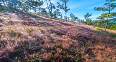 Da Lat, Vietnam yakınlarındaki dağlık arazide huzur dolu yeni bir güne hoş geldin demek için sabahın köründe bir çam tepesinde çim çimeni.