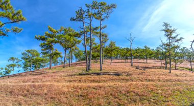 Da Lat, Vietnam yakınlarındaki dağlık arazide huzur dolu yeni bir güne hoş geldin demek için sabahın köründe bir çam tepesinde çim çimeni.