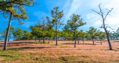 Da Lat, Vietnam yakınlarındaki dağlık arazide huzur dolu yeni bir güne hoş geldin demek için sabahın köründe bir çam tepesinde çim çimeni.