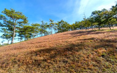 Da Lat, Vietnam yakınlarındaki dağlık arazide huzur dolu yeni bir güne hoş geldin demek için sabahın köründe bir çam tepesinde çim çimeni.