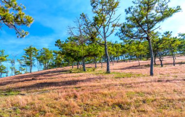 Da Lat, Vietnam yakınlarındaki dağlık arazide huzur dolu yeni bir güne hoş geldin demek için sabahın köründe bir çam tepesinde çim çimeni.