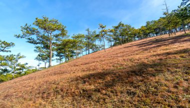 Da Lat, Vietnam yakınlarındaki dağlık arazide huzur dolu yeni bir güne hoş geldin demek için sabahın köründe bir çam tepesinde çim çimeni.