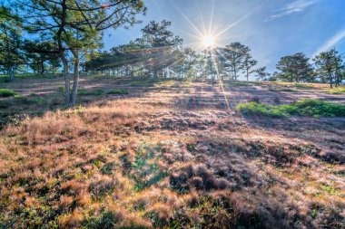 Sabahları çimenlerin üzerinde güneş ışıldarken çimenler ışıl ışıl parlar. Yeni güne hoş geldin demek için buradaki manzarayı görmek harika.