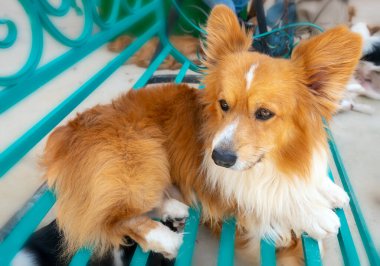 Evcil hayvanın içindeki İzlanda Çoban Köpeği İzlanda kökenli sivri gagalı bir köpek türüdür ve buraya Vikingler tarafından getirilmiştir. Modern Shetland ve Galler Corgi 'nin atasıydı..