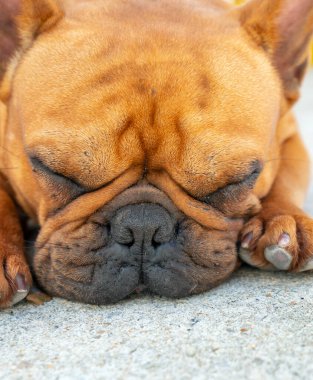 Evcil hayvanın Bulldog portresi. Sarkık bir yüzleri ve buruşuk derileri var ama insanlara karşı çok cana yakınlar.