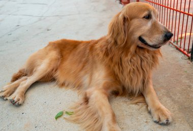 Evcil hayvandaki Golden Retriever orta büyüklükte bir köpektir. Aktif, oyuncu köpek ailesine mensuplar. Çok sadık ve zekiler. Ayrıca av köpekleri ve av köpekleri olarak da bilinirler..