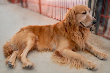 Evcil hayvandaki Golden Retriever orta büyüklükte bir köpektir. Aktif, oyuncu köpek ailesine mensuplar. Çok sadık ve zekiler. Ayrıca av köpekleri ve av köpekleri olarak da bilinirler..