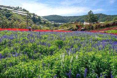 Da Lat, Vietnam - 11 Aralık 2021: Yukarıdan birçok mor lavanta çiçeği, Scarlet Sage, turizm alanındaki kasımpatı, Da Lat, Vietnam yakınlarındaki ziyaretçileri çekiyor.