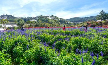 Da Lat, Vietnam - 11 Aralık 2021: Yukarıdan birçok mor lavanta çiçeği, Scarlet Sage, turizm alanındaki kasımpatı, Da Lat, Vietnam yakınlarındaki ziyaretçileri çekiyor.