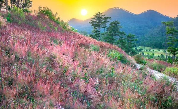 Zachód Słońca Zboczu Leśnego Płaskowyżu Lat Wietnam Pierwszego Dnia Zimy — Zdjęcie stockowe