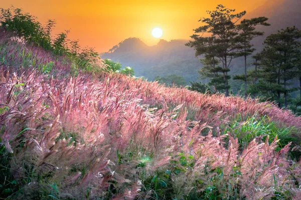 Paisaje Atardecer Ladera Meseta Forestal Lat Vietnam Primer Día Invierno —  Fotos de Stock