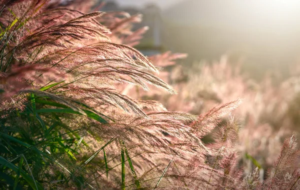 美しい紫色のペニセテウム セタセウム自然の背景がぼやけて輝く午後の日差しの中の草のフィールド — ストック写真