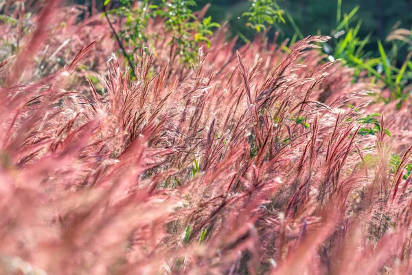 Schöne Lila Pennisetum Setaceum Gräser Feld Der Nachmittagssonne Glitzert Mit — Stockfoto