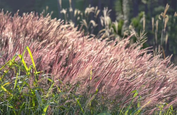 Beautiful Purple Pennisetum Setaceum Grasses Field Afternoon Sunlight Glittering Nature — Stockfoto